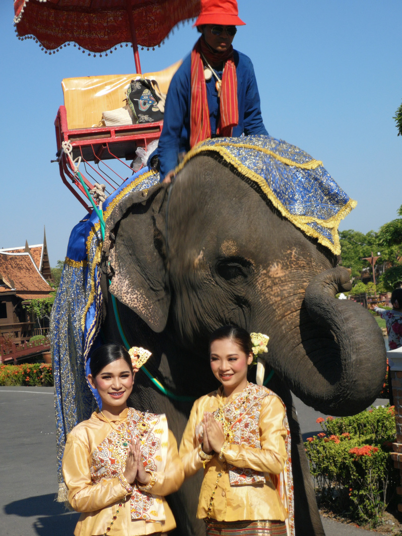 street Frauen Elefant Thai P20-20-coljpg