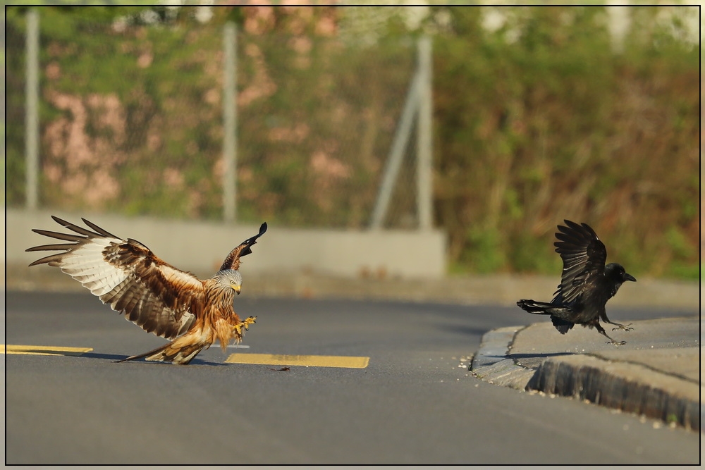 Street Gangs