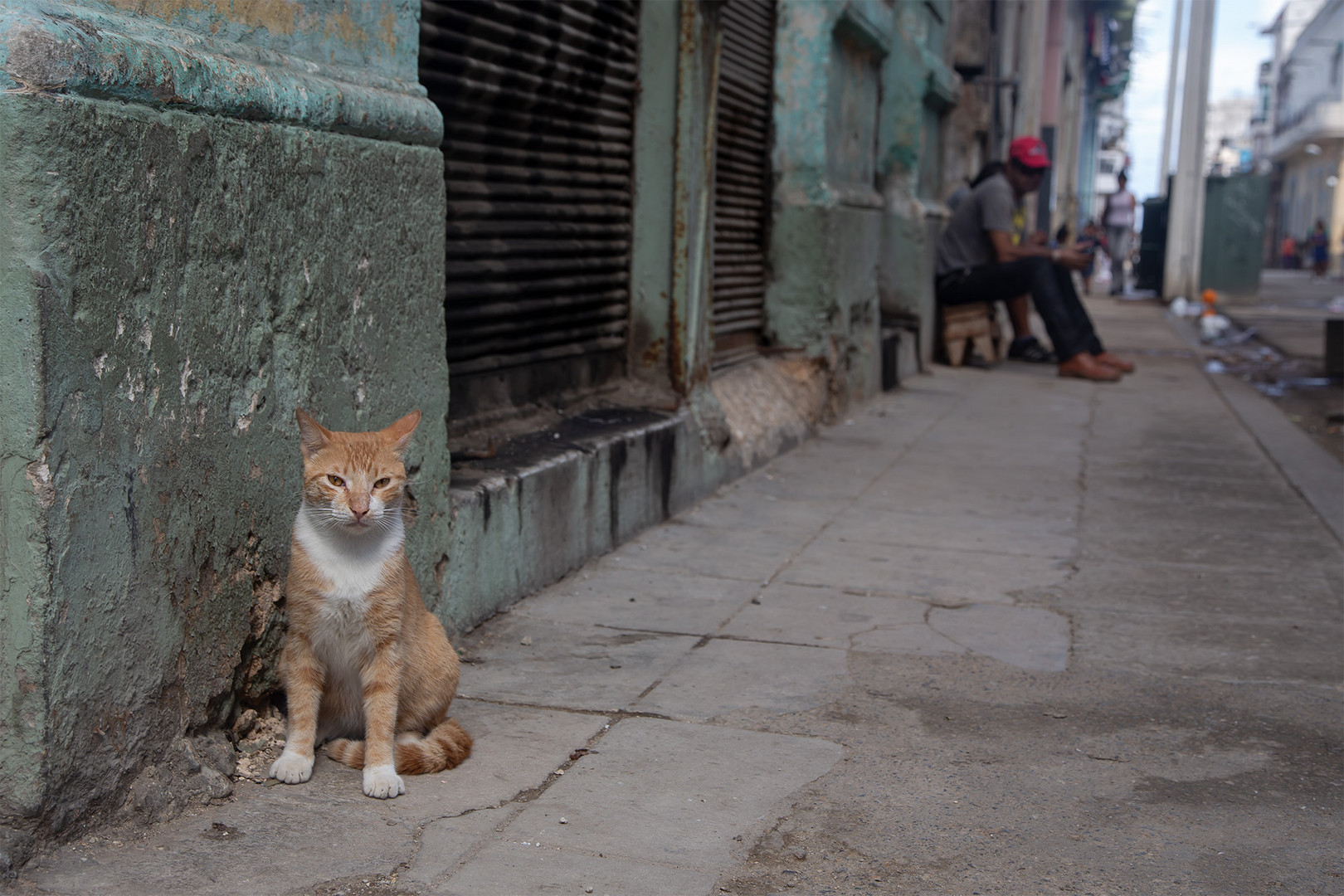 street-Katze-1