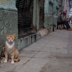 street-Katze-1