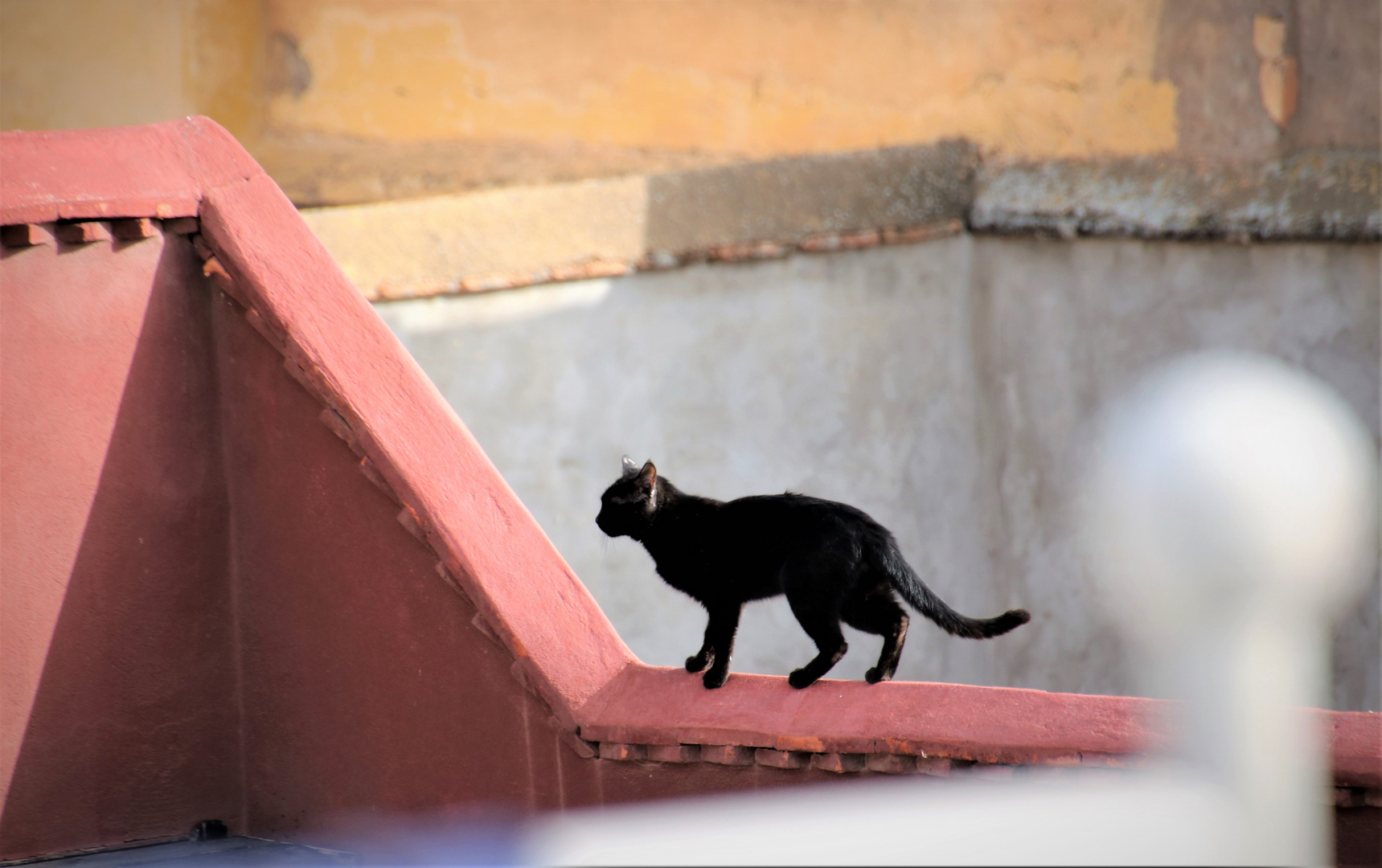 street Katze-1- Maroc-21-14-col +4Katzenfotos