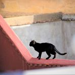 street Katze-1- Maroc-21-14-col +4Katzenfotos