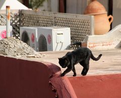 Street Katze-2- in Maroc Ca-21-016-col