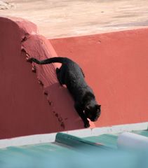 street Katze-3- Maroc ca-17-018-col +9Dachfotos