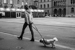 Street .... komm endlich wir wollen Gassi gehen ......