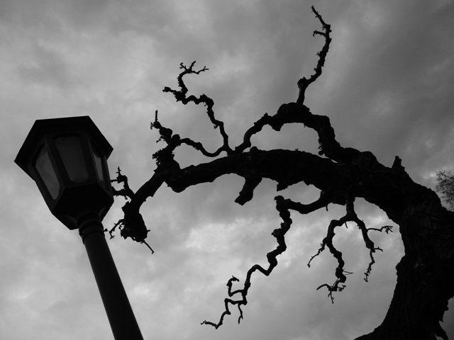 ... street lamp and a tree against the sky...