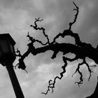 ... street lamp and a tree against the sky...