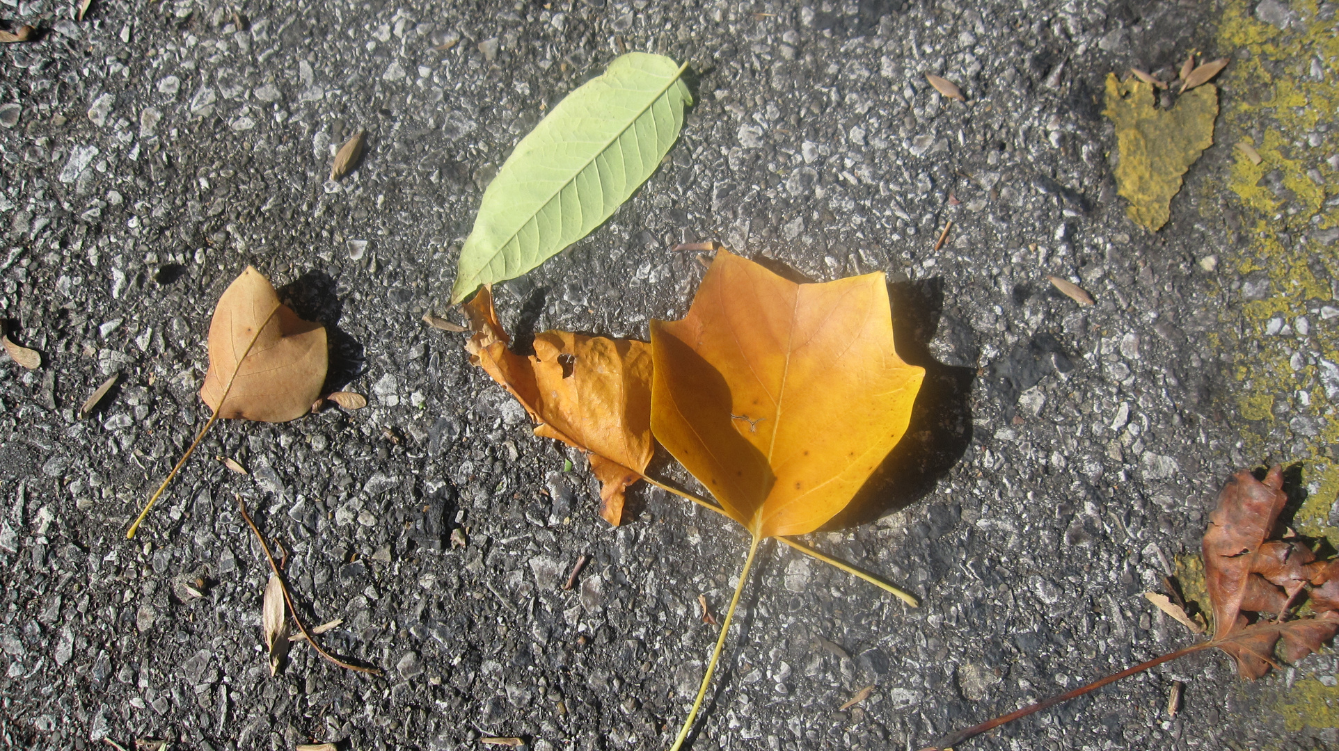 Street Leaf