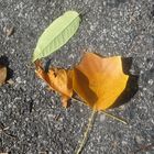 Street Leaf