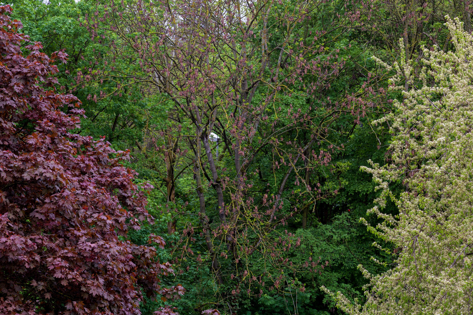 street lighting with nothing but trees