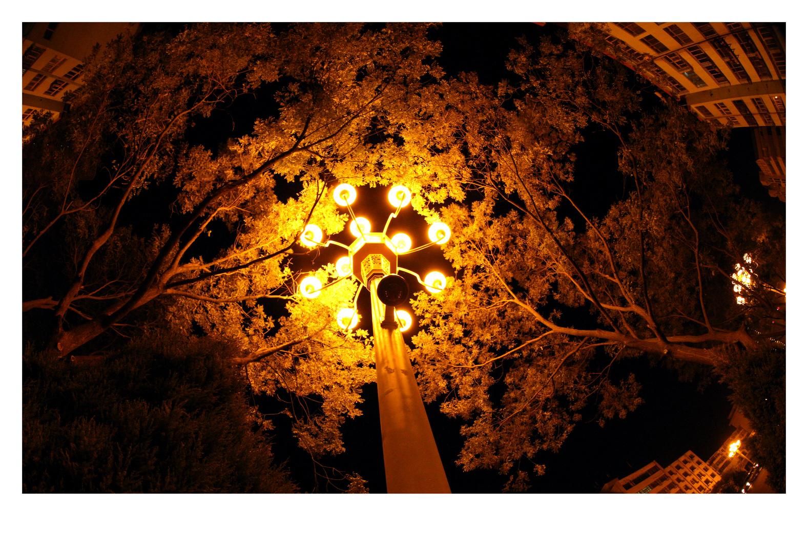 Street Lights in the Tree