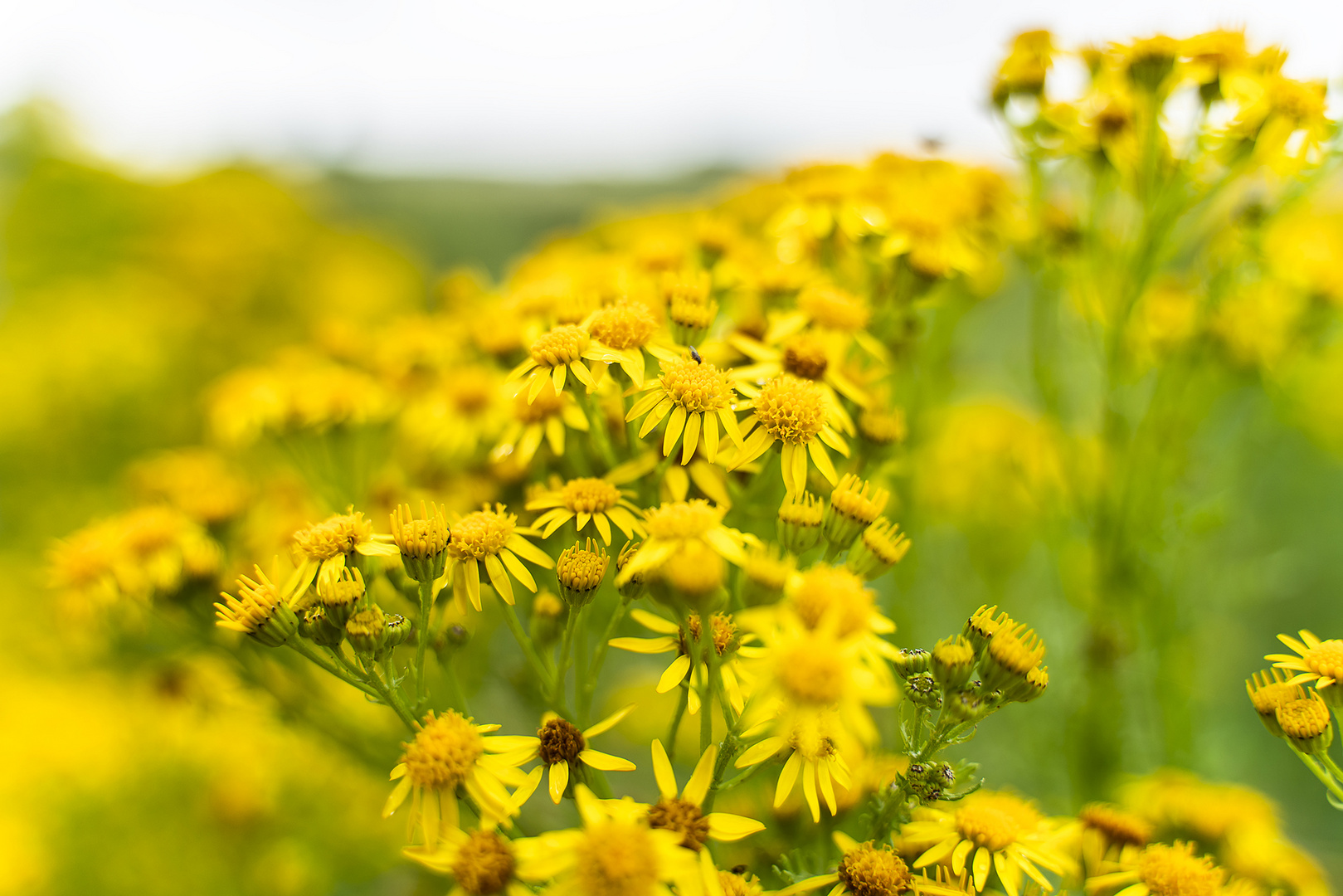 Street of flowers