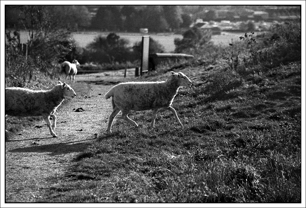 Street photography. This is sheep street.