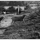 Street photography. This is sheep street.