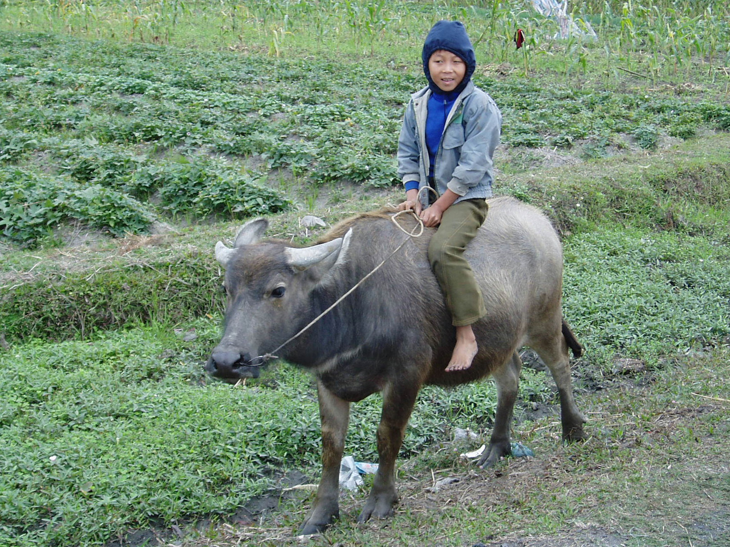 Street scene: Boy riding a waterbuffalo