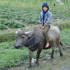 Street scene: Boy riding a waterbuffalo