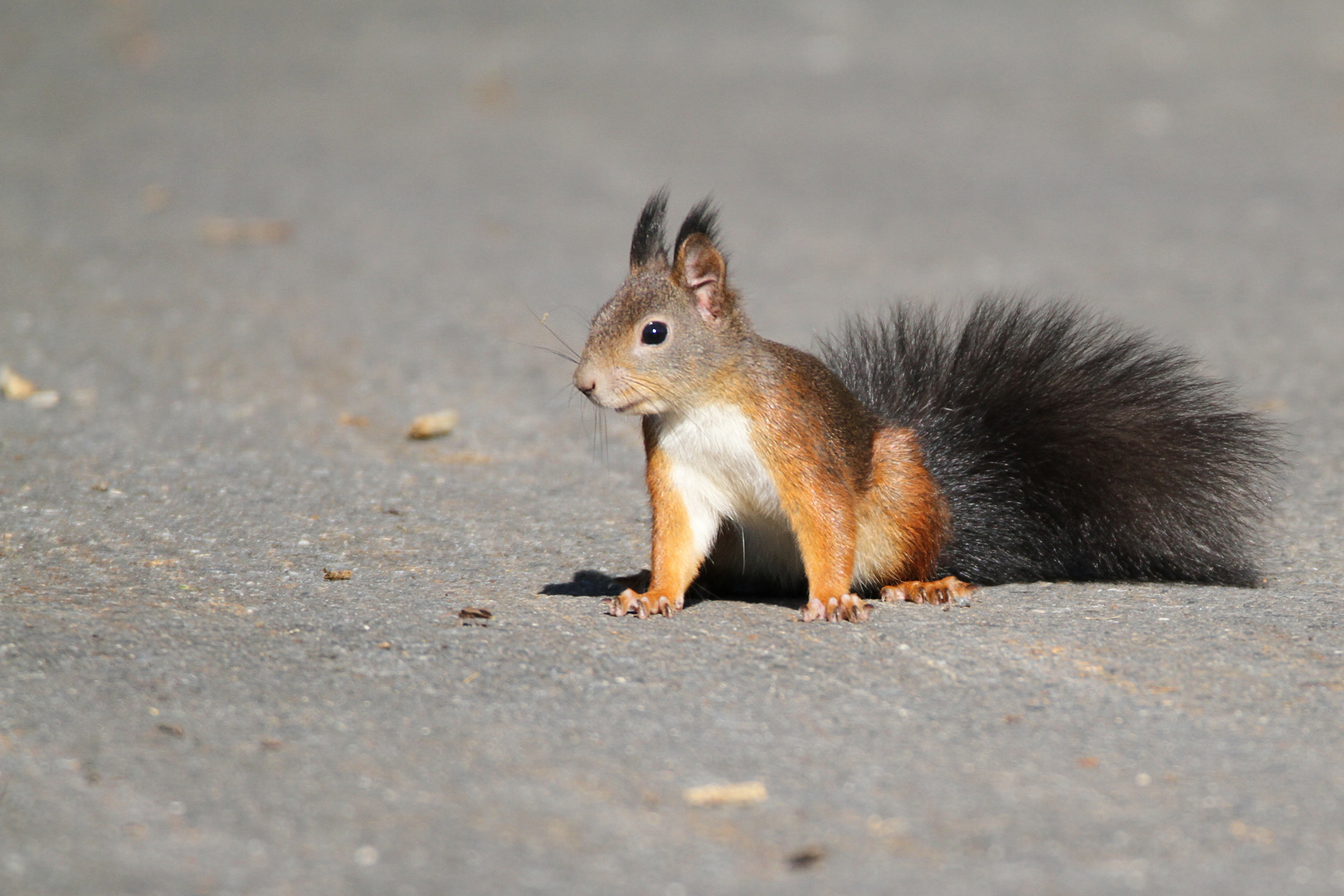 Street squirrel