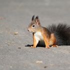 Street squirrel