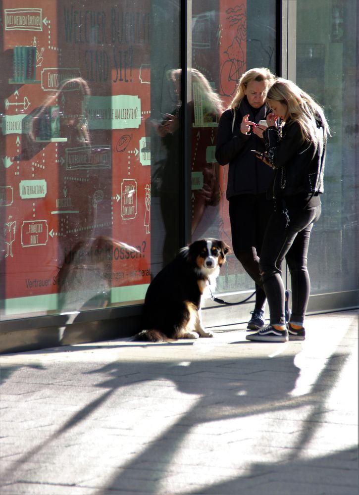 street ZWEI Hund Stgt ca-21-1098-col + 9Fotos