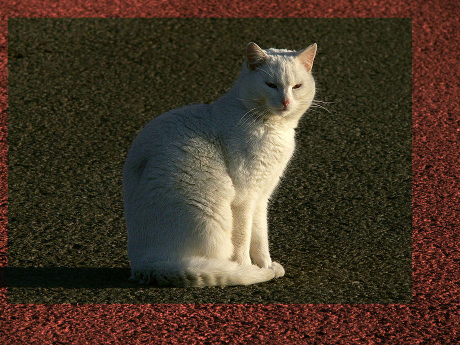 Streetcat