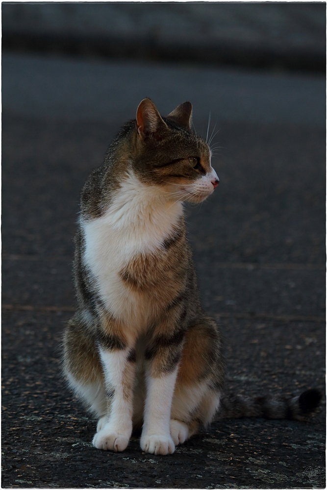 StreetCat...