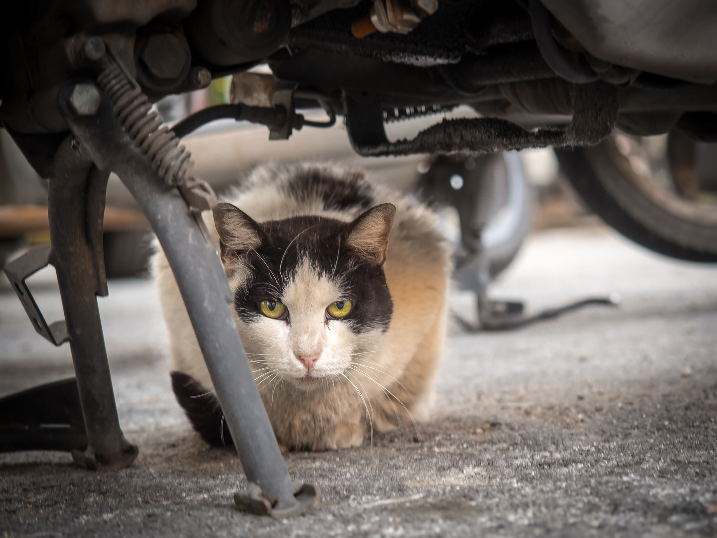 Streetcat Foto & Bild | street, motorrad, katze Bilder auf fotocommunity