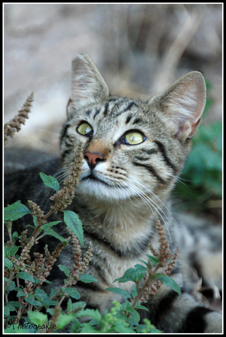 Streetcat