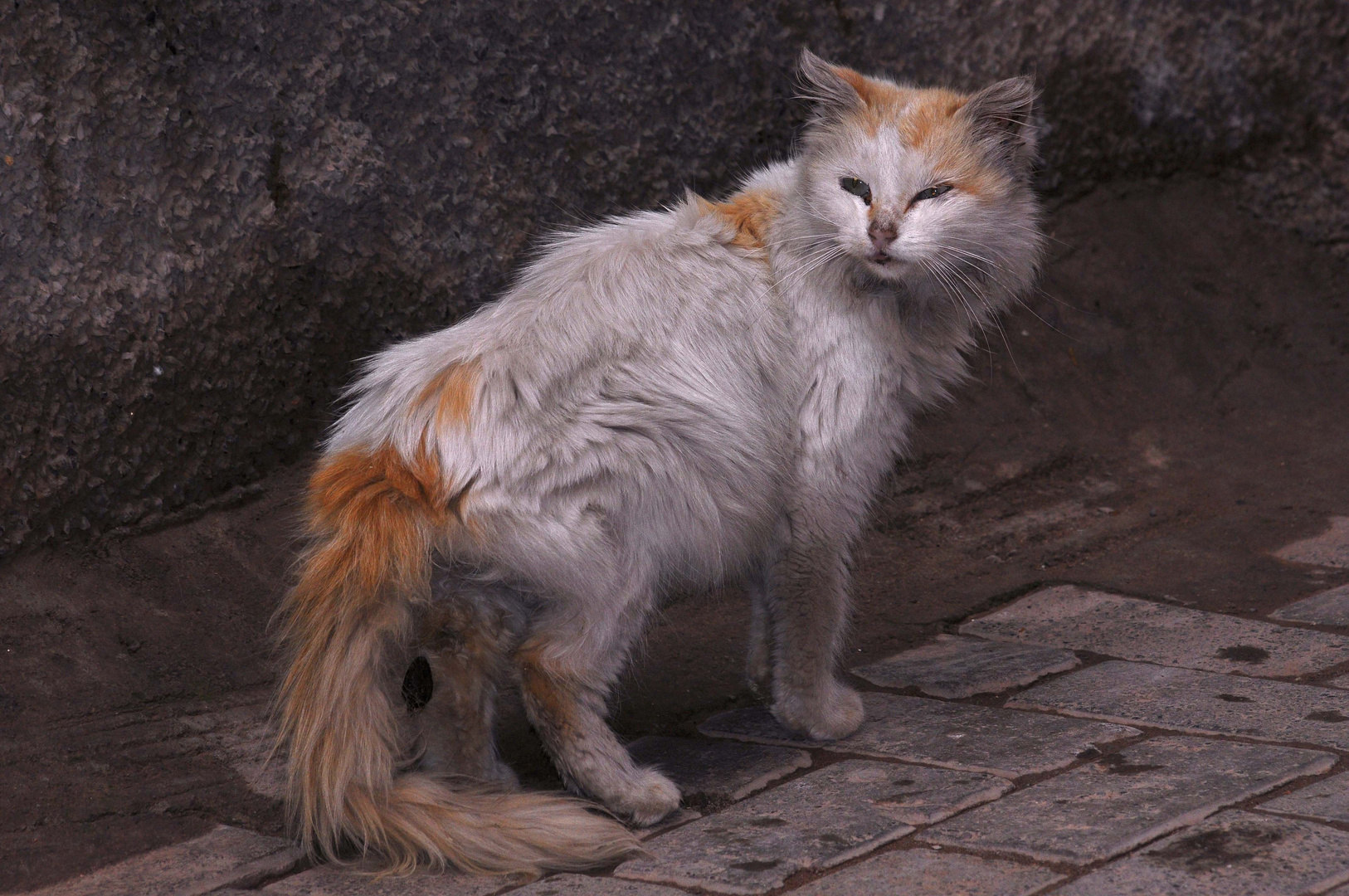 Streetcat in Marakesch