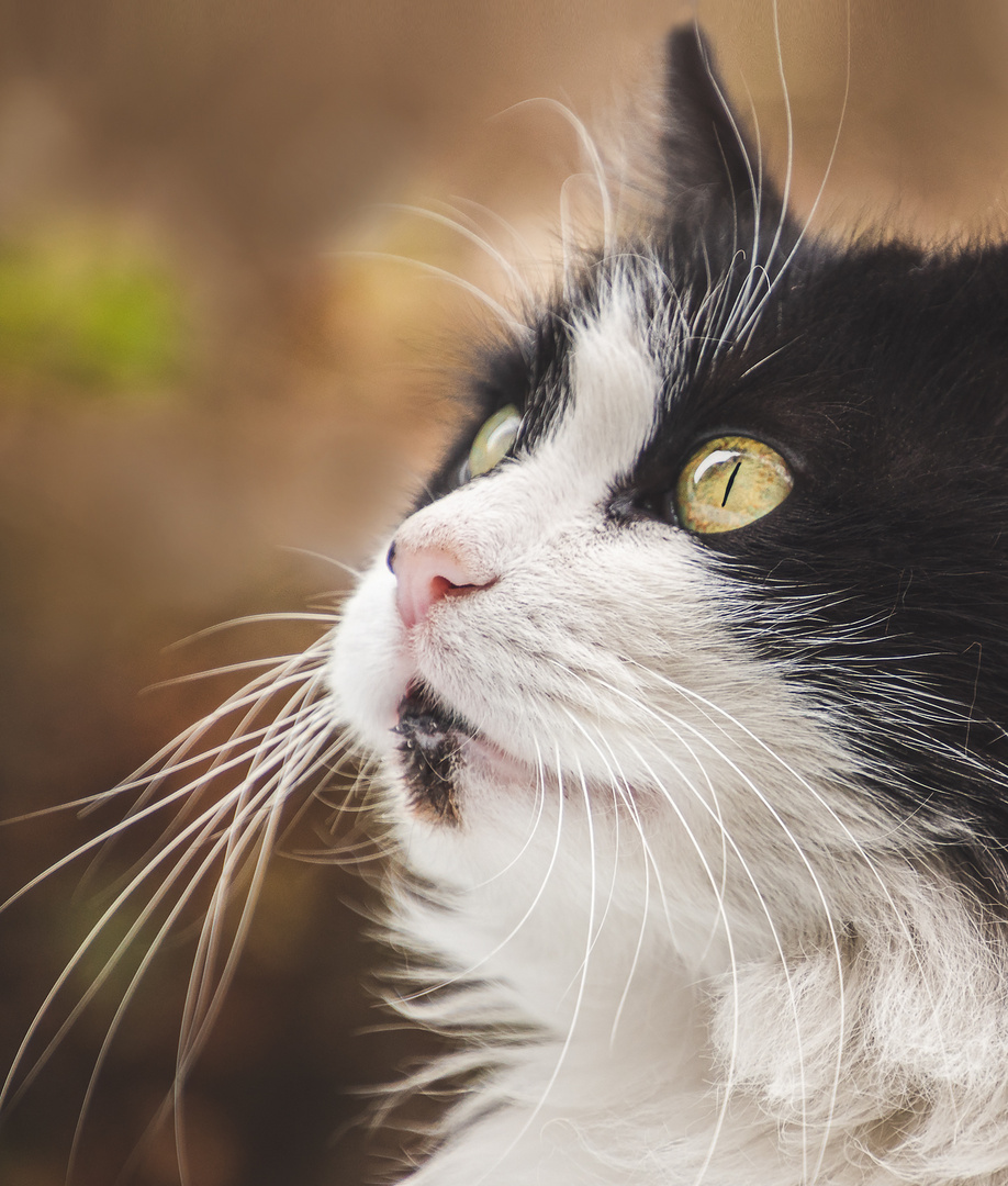 Streetcat - Portugiesische Schönheit