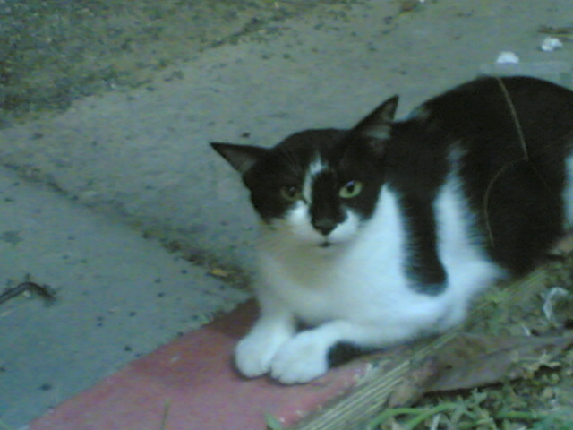 streetcat2