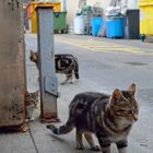 Streetcats in Dublin