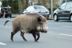 streetcrossing