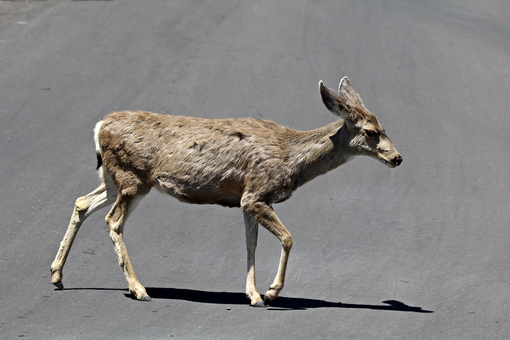 streetcrossing...