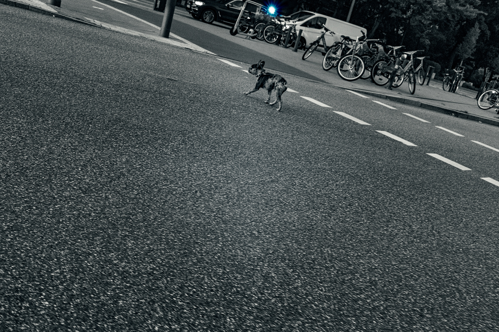 Streetdog 