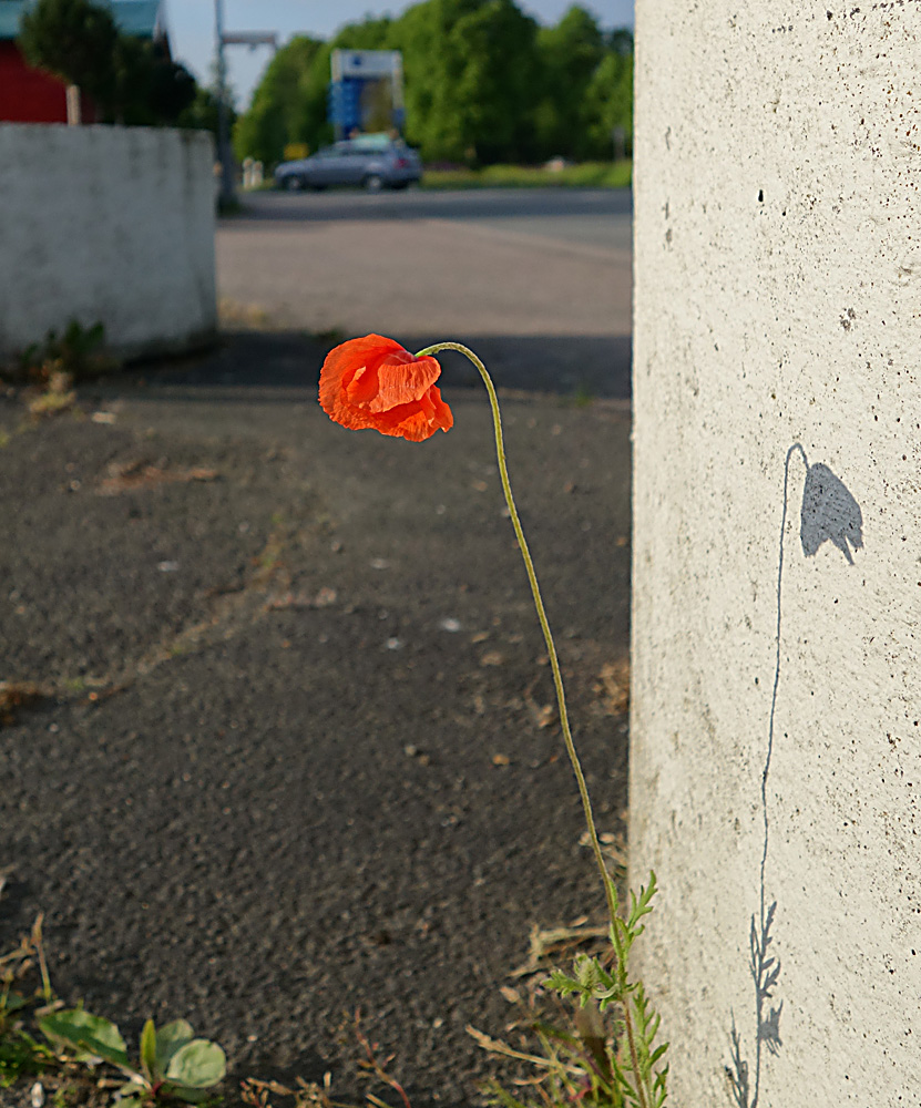 Streetmohn