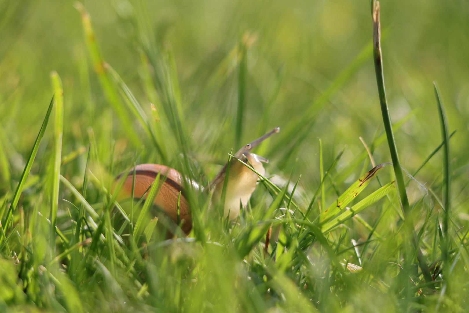 Streetphotography for beginners: “Schnecke”