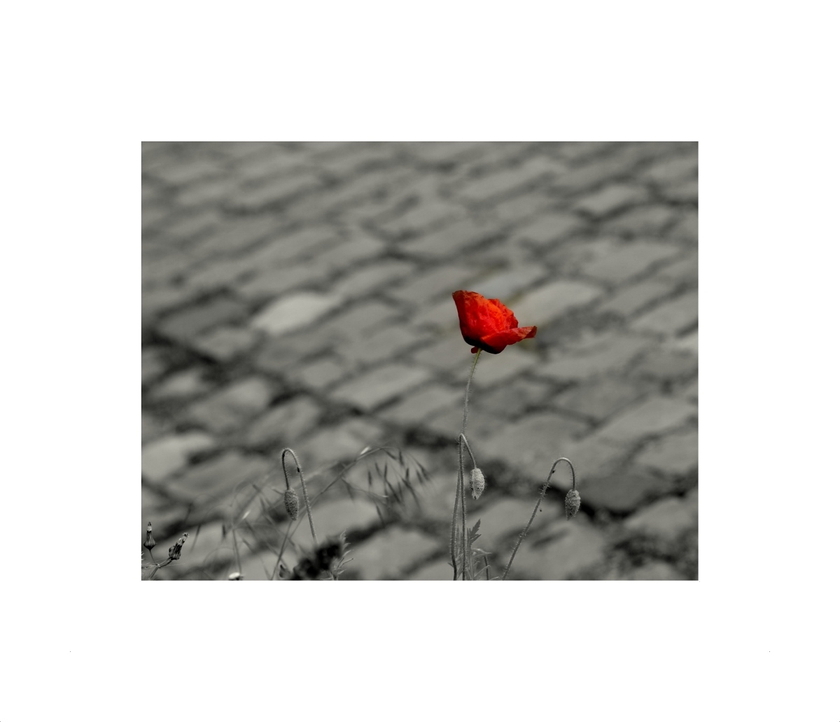 Streetpoppy....