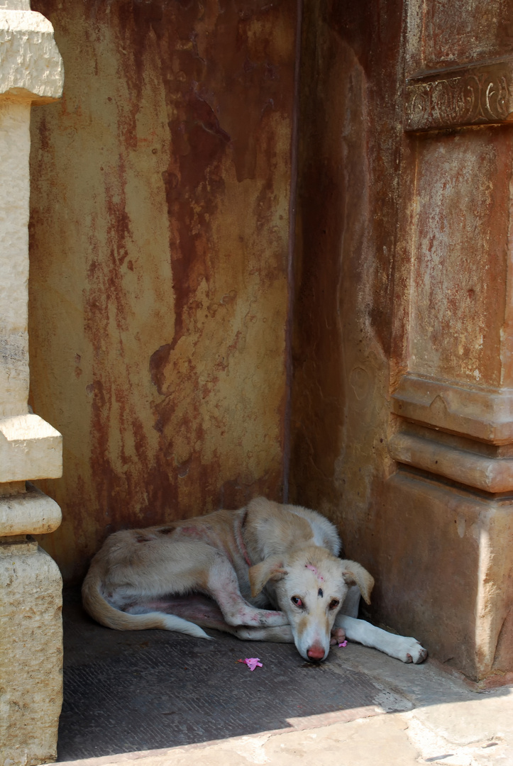 Streets of India 29 - Sein Lieblingsplatz