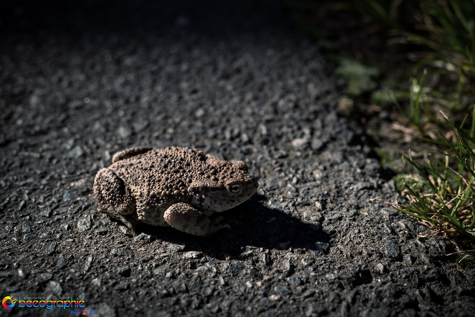 Street_Toad