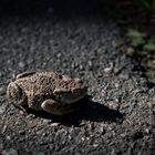 Street_Toad