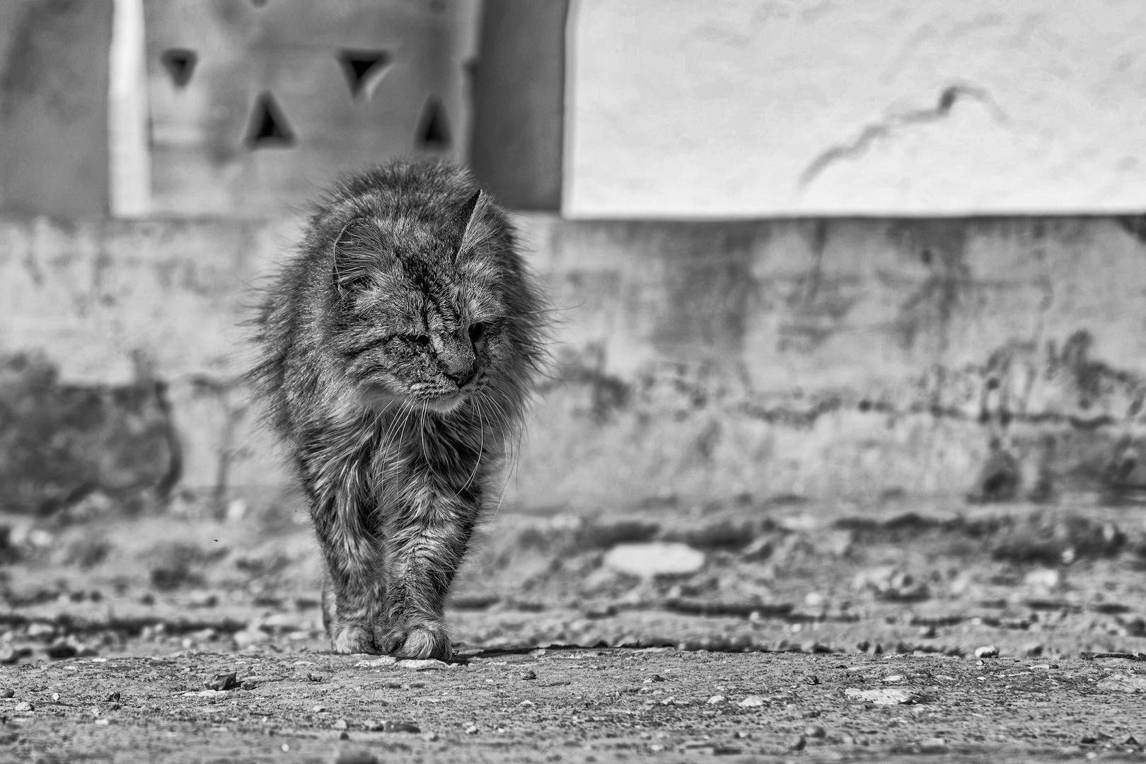 Streetwise-Katze / Street(wise) cat