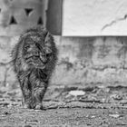 Streetwise-Katze / Street(wise) cat