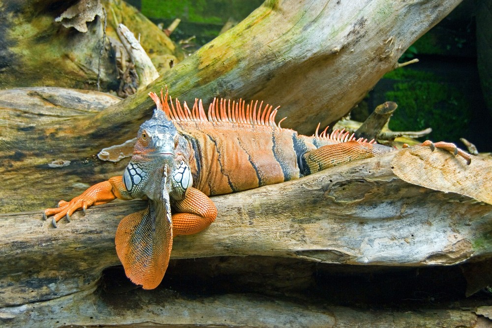 Streichel-Iguana