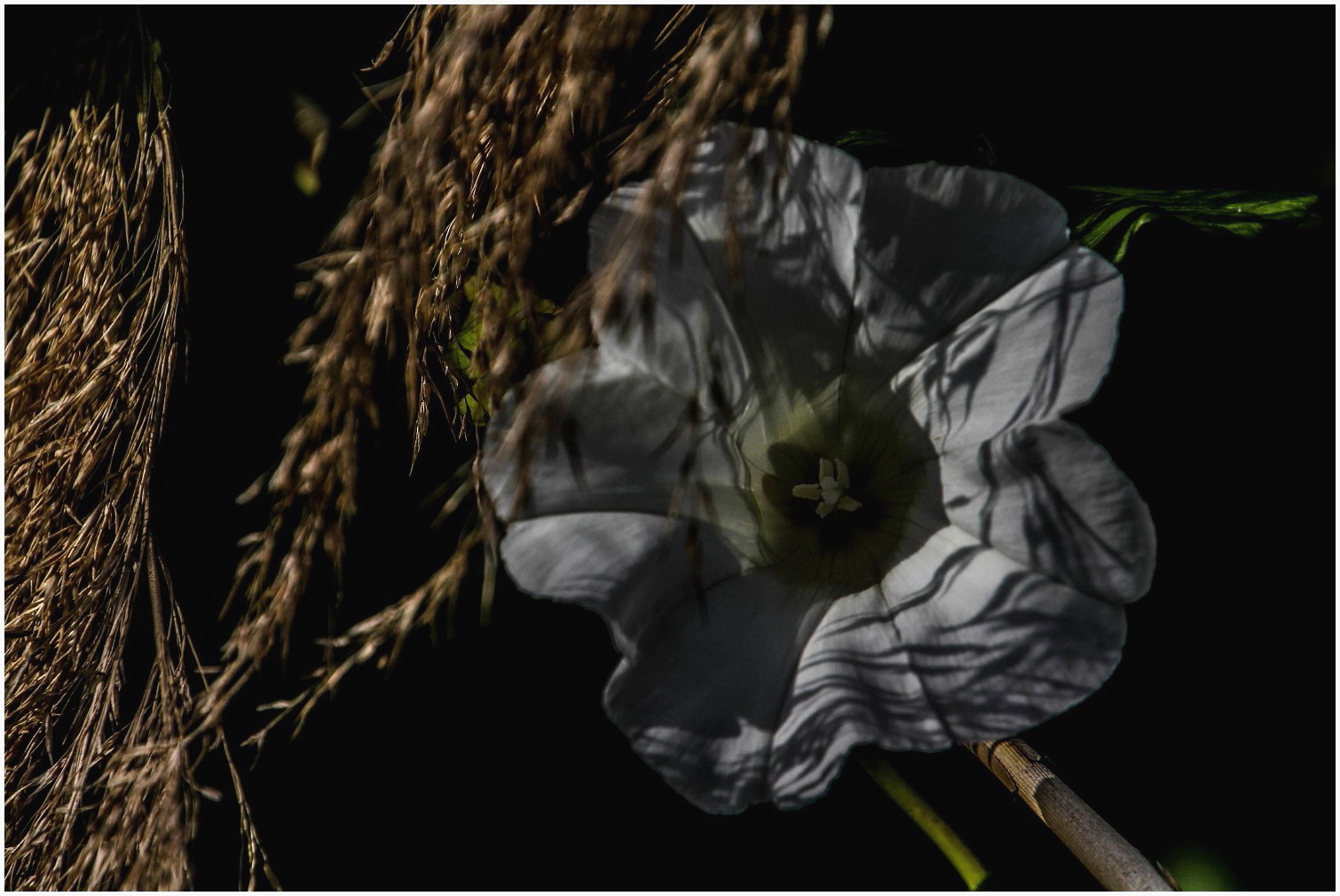 Streicheleinheiten Foto & Bild | natur, blumen, pflanzen ...