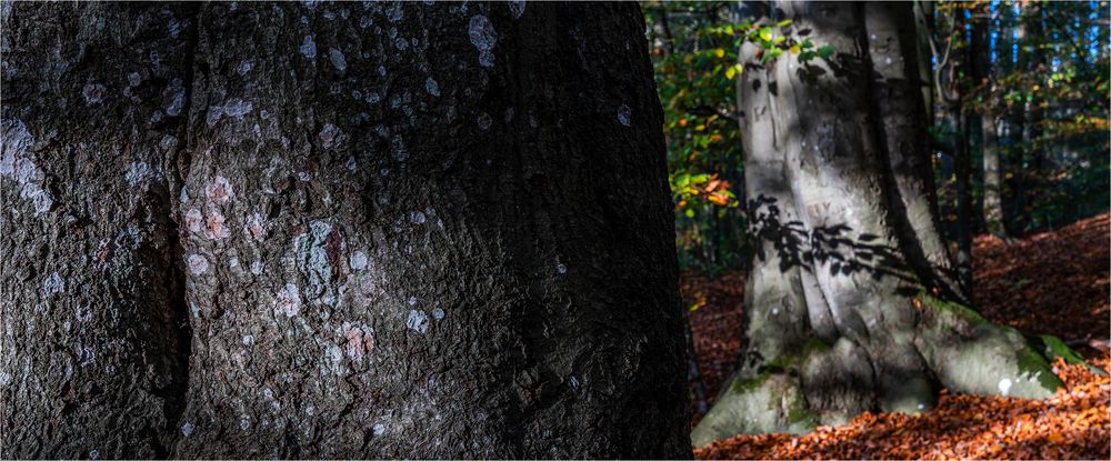 … Streicheleinheiten für den Herbstwald …