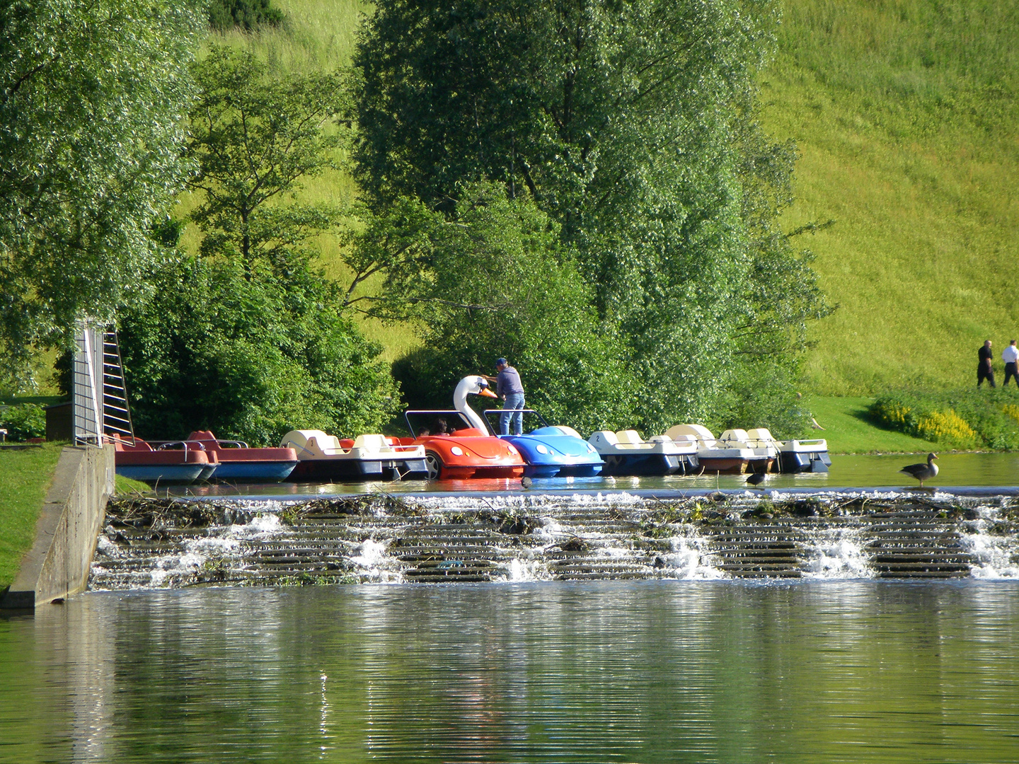 Streicheleinheiten für den Schwan