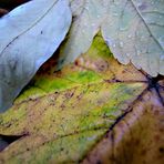 Streicheln im Herbst