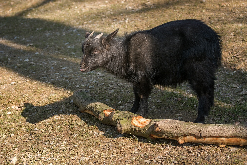 Streichelziege