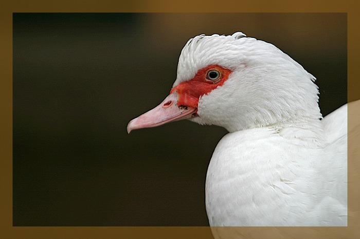 StreichelzooSchönheit