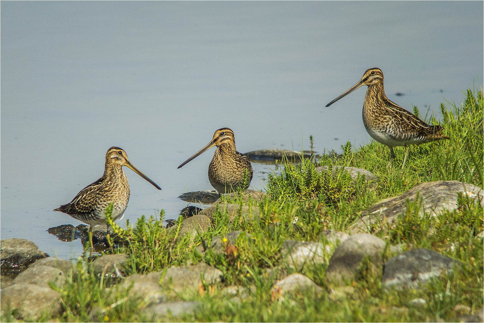 … Streicher-Trio in der Konzertpause …